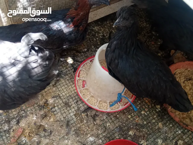 3 جاجات  لامبرغيني مع ديك للبيع على وشك البيض