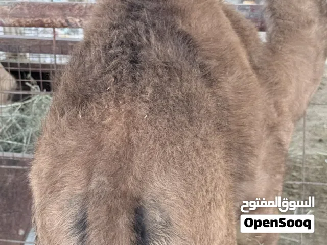 للبيع جعود باطني تحت امه  سمين ورويان حليب