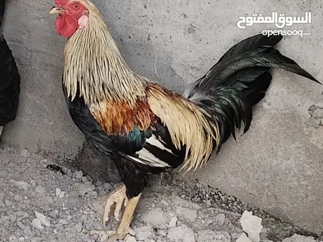 ديج عرب شوكي رس قديم