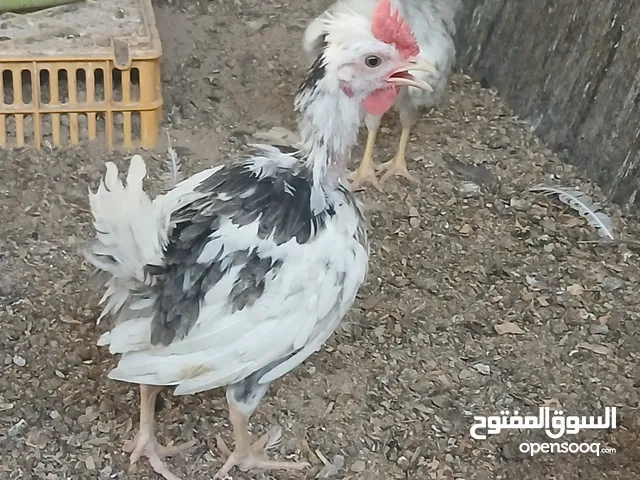 180. حبه دجاج حباحب