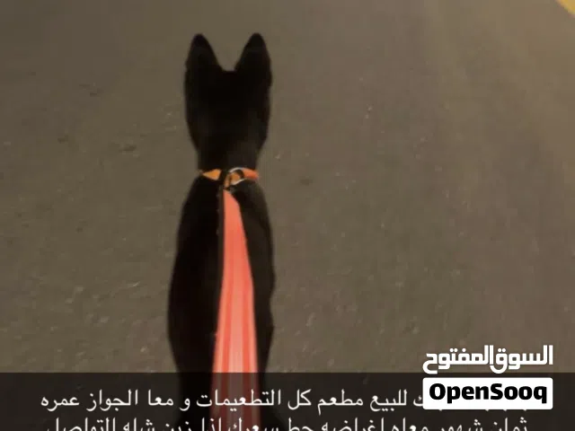 بلاك  جاك بيور موجود جوازه و مطعم و موجوده كل اغراضه  حط سعرك اذا زين شله