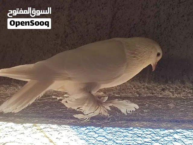 طيره هزاز بندوق فرنسي