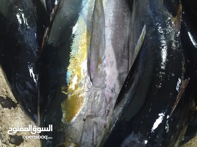 معدود طازج الكيلو 1800