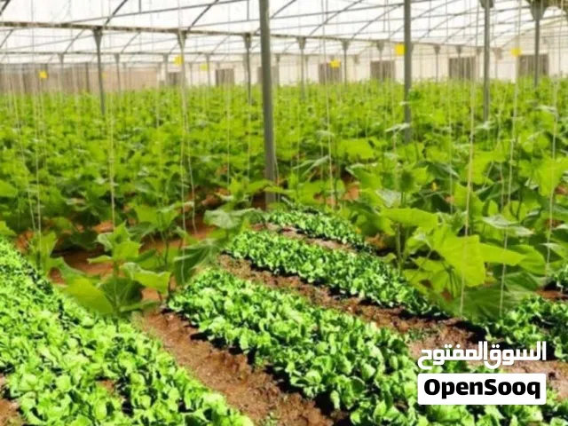 مطلوب شريك ممول مزرعه في ابو ظبي سويحان الانتاج الزراعي و الانتاج دواجن بهدف تطوير مزرعه