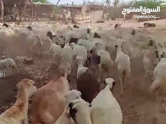 ضان جروم طيبه ماشاء الله تبارك الله عددها 50 فيها اربع مناتيج معاها اولاد والباقي كلها قرايب دفيع