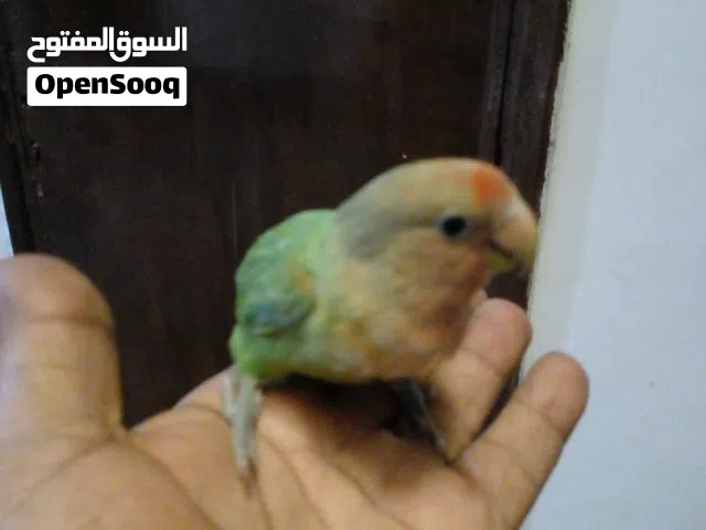 بركديللو فيشر مروض العمر 5شهور السعر 200