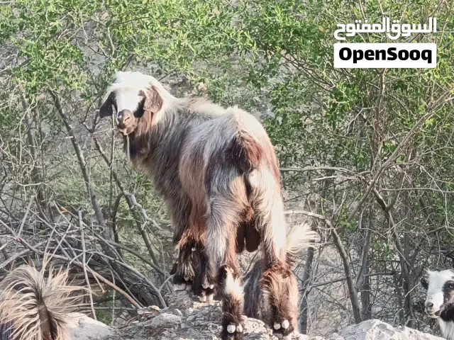 للبيع تيس رشم عسكلي من حلال الجبل