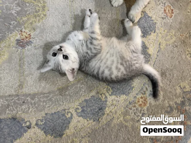 للبيع قط ذكر اسكوتش فولد سترينت. صحه ممتازه