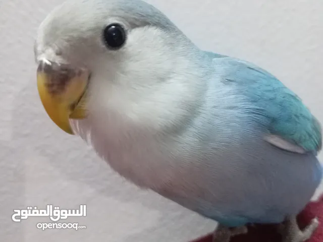 ببغاء الروز