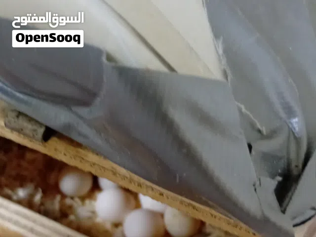 جوز كوكتيل أليف مع كامل الاكسوارات ومع البيض