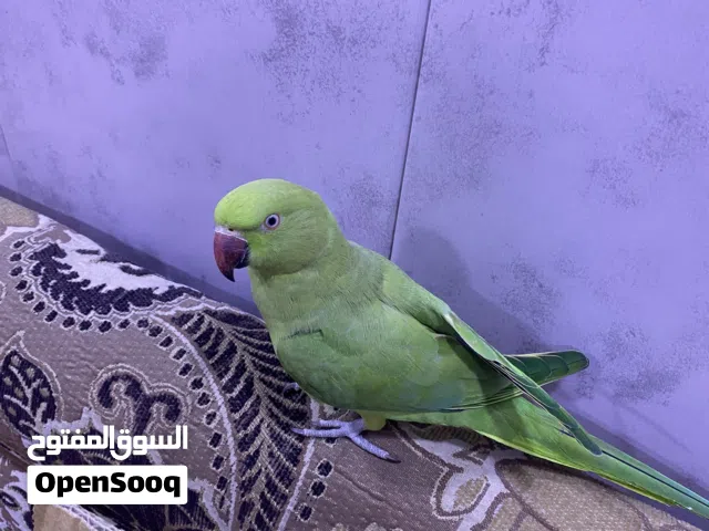 طير دره هندي اليف طينه للبيع