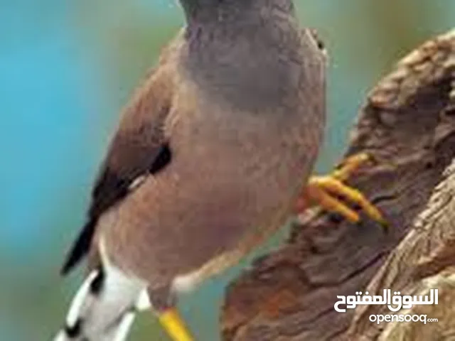 طائر عصفور مينا ماينا ياسمينه مع قفص قابل لتعليم الكلام و التدريب  الفديو فقط للتوضيح و ليس المتوفر