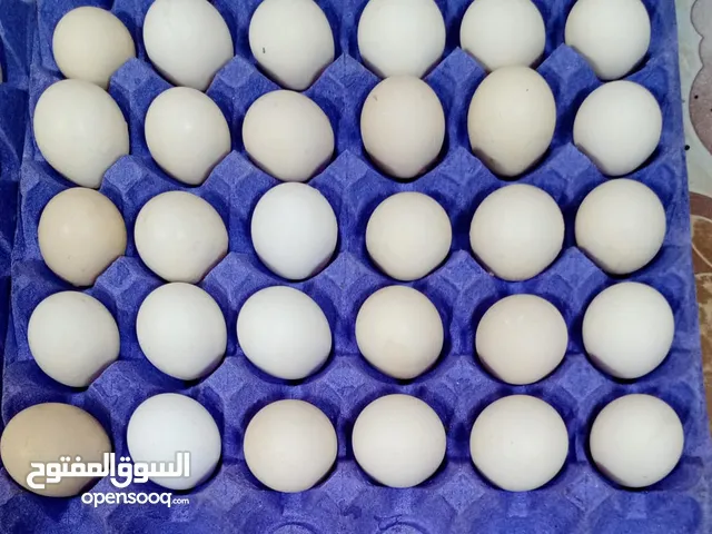 بيض عماني لابيع