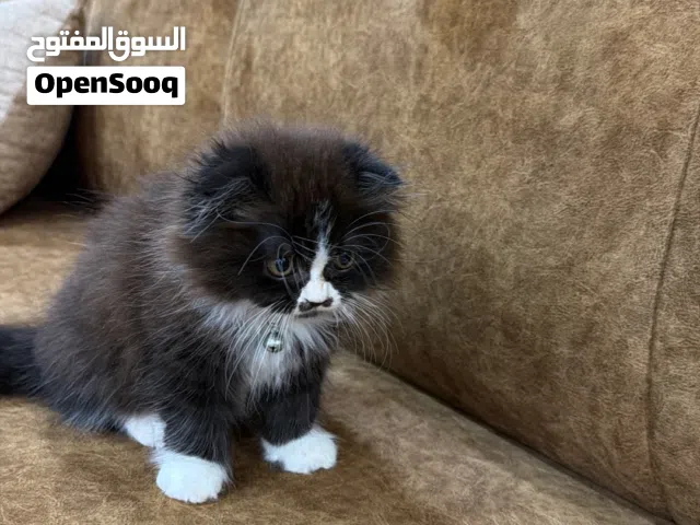 قطتين للبيع ذكر وانثى صلاله