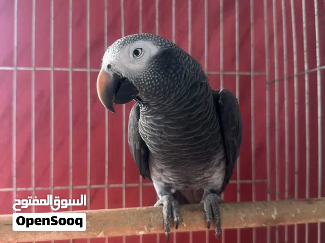 ببغاء تيمنا