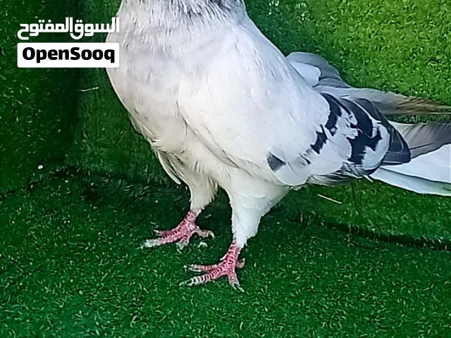 بسم الله ماشاء الله