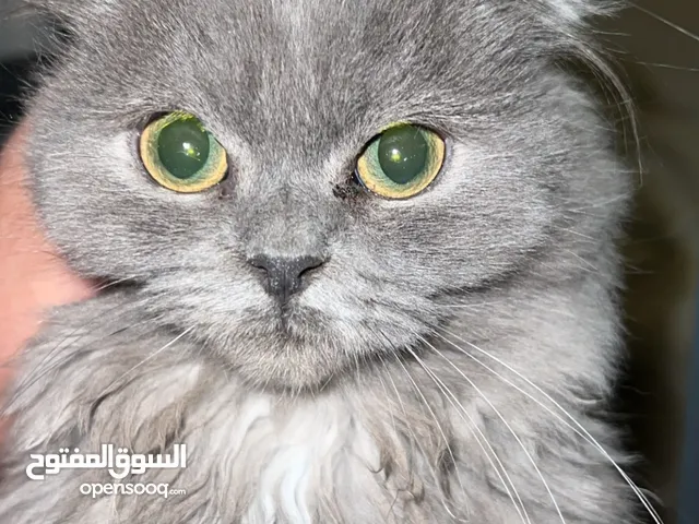 سكوتش مكس شيرازي