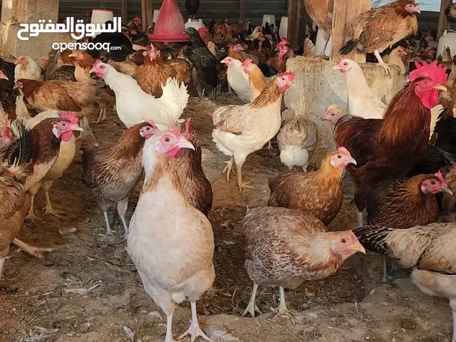 Egg laying start chicken available for sale