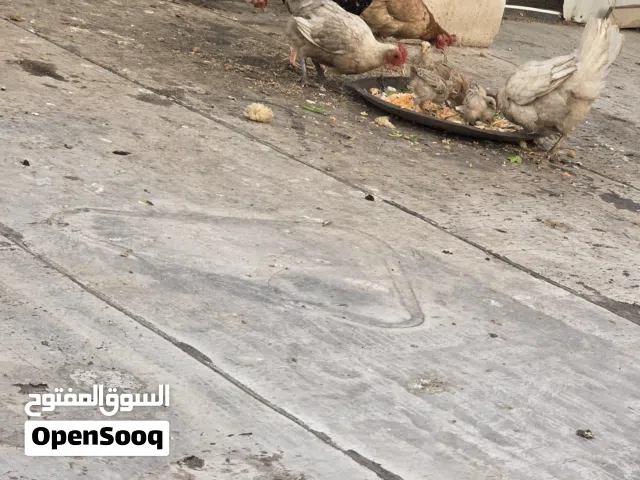 دجاج عرب كويتي للبيع