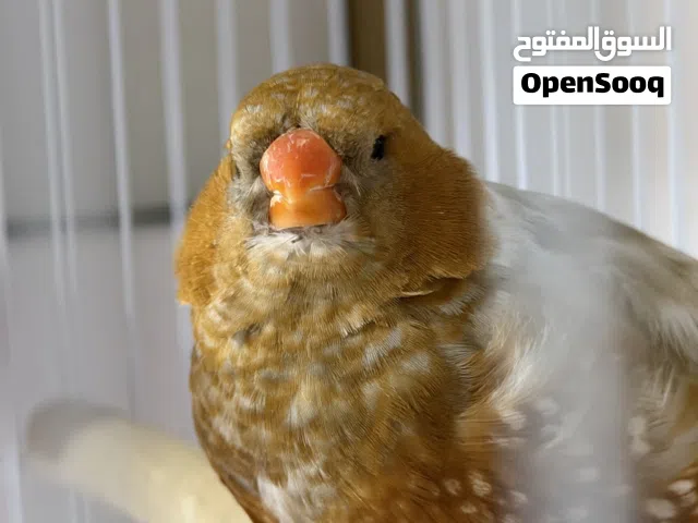 للبيع ذكر طير زيبرا ثري كم ازبيل الحجم فوق الوسط