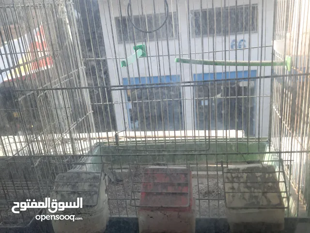 بسم الله ققصين 3معالف وقفص معلفين