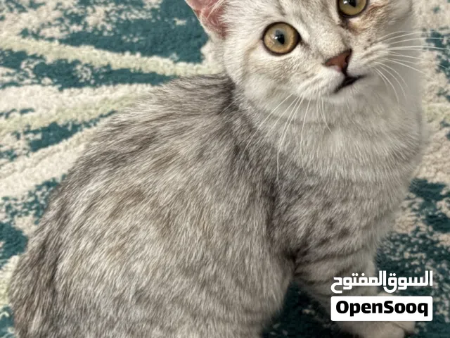 قط شيرازي للبيع انثى