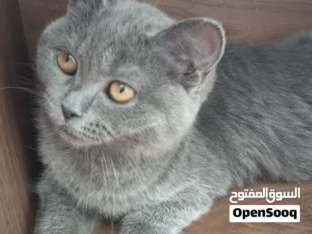 انثى بريتش شورت هير