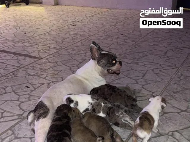 متوفر جراء فرنش بولدوج