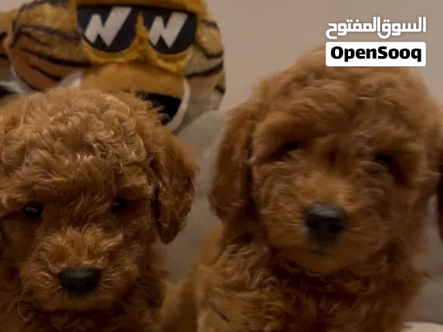 Toy poodle