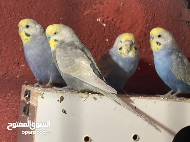 ثلاث أزواج طيور حب جاهزات محملات بيض