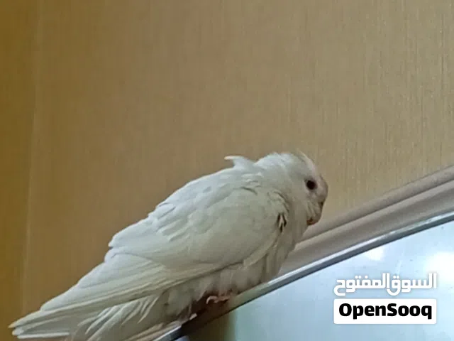 كوكتيل البينو عيونه حمرا اليف و بدون عض يصلح للاطفال