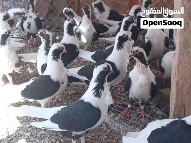 حمام بربريسي