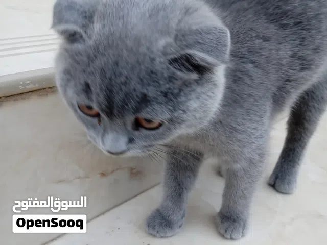 قطة انثي للبيع