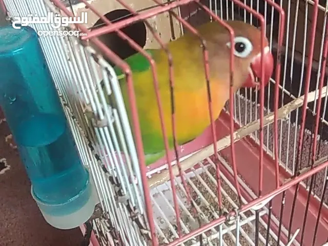 أنثى الفيشر عمر 7 أشهر