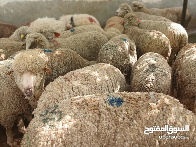 يوجد لدينا اضاحي بلدي روماني لجميع المناسبات بسعر مناسب وزن من 50 إلى 60 قائم تواصل ع رقم بلوصف تحت