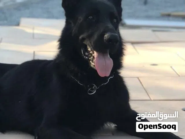 كلب مالينو اسود لون نادر