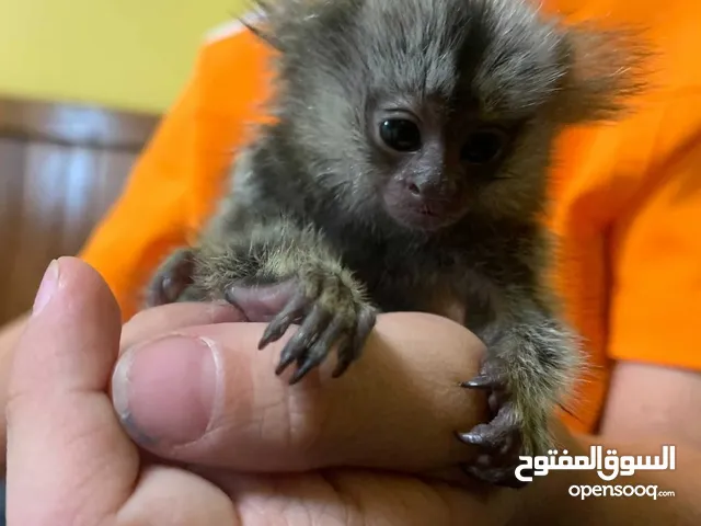 Marmoset Monkeys for sale