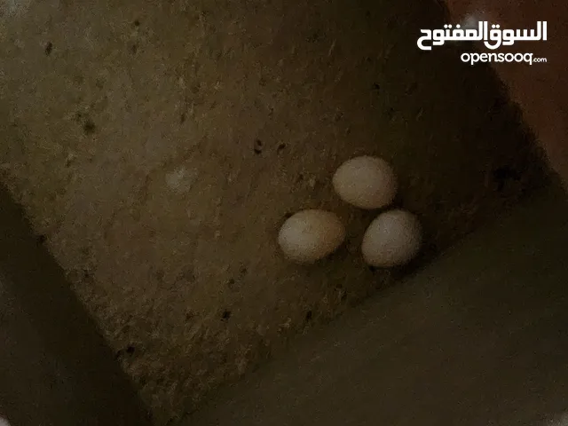 جوز كوكتيل شغال 100 ٪ وتحتهم بيضهم بالصلاة على النبي