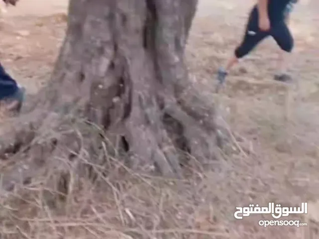 Mixed Use Land for Sale in Salfit Downtown