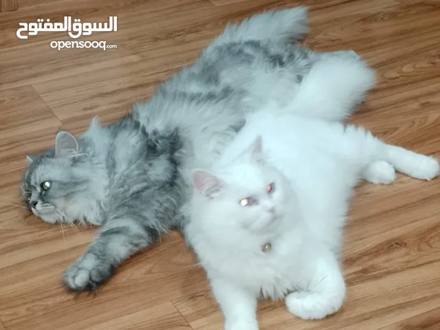 Persian cat 2 available