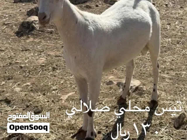 تيس محلي وجميل