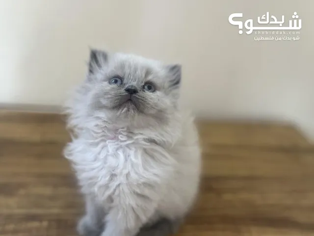 قطط هملايا