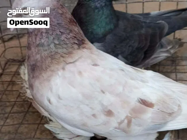 متاح كوبيا ربي يبارك دحي وفروخ كل شي قدامك