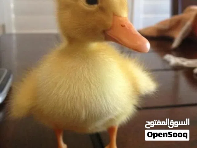 للبيع بش بط الحبه 2.000