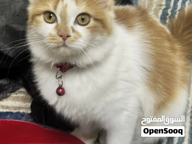 بييرشن  3 قطط صغار من أب روسي cat kittens kitty