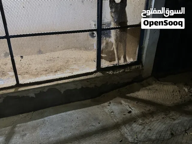 يبييبططيييييي