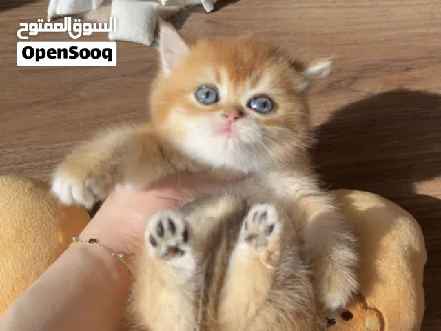 سكوتش ستريت شورت هير انثى وذكر