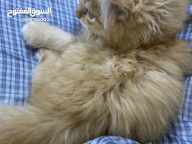 للبيع باقي التفاصيل في الوصف