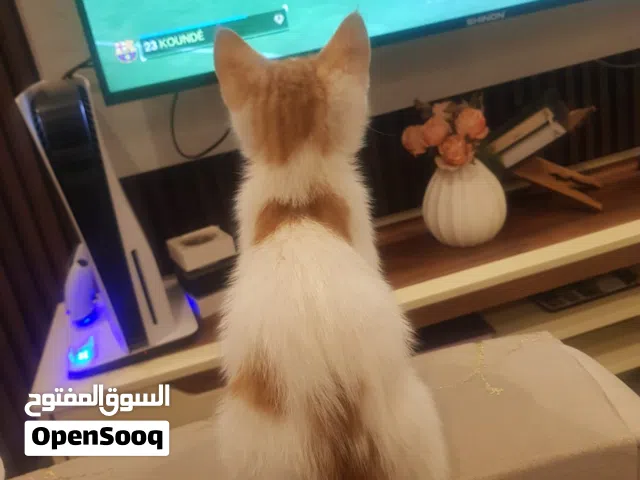 بزونتين ذكر صغار عمرهم ثلاث اشهر