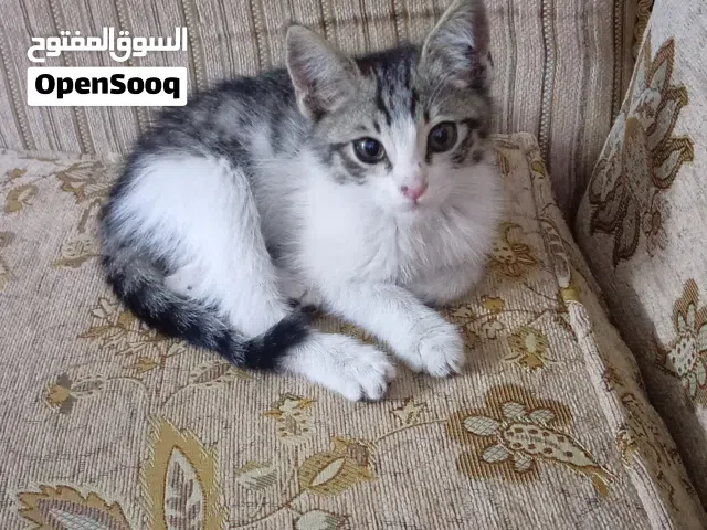 قطط تبني في الزرقاء الجديدة
